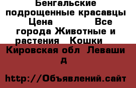 Бенгальские подрощенные красавцы. › Цена ­ 20 000 - Все города Животные и растения » Кошки   . Кировская обл.,Леваши д.